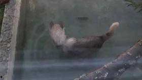 吃瓜狼上海,揭秘这座魔都的美食江湖