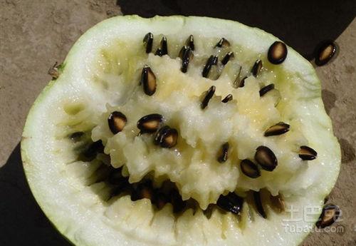 籽瓜空腹吃,籽瓜空腹食用的神奇效果揭秘