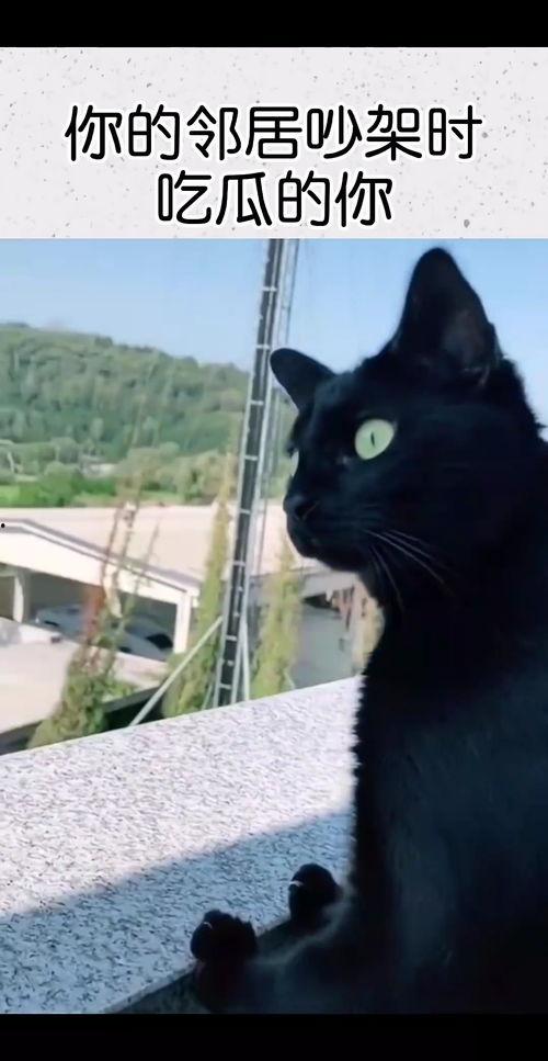 楼上邻居吵架吃瓜,一场吃瓜群众的围观记