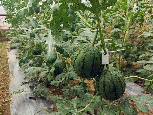 51官网吃瓜,揭秘娱乐圈最新热点事件