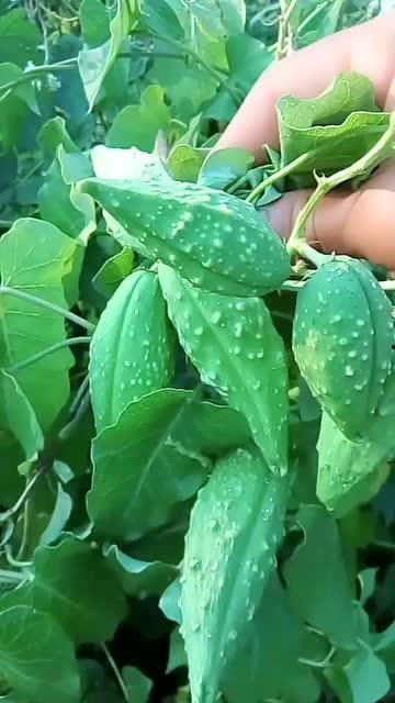 吃瓜的瓜瓢,探寻吃瓜背后的故事