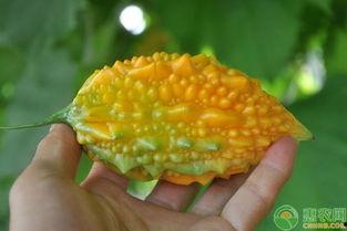 金赖瓜怎么吃,解锁美味新体验