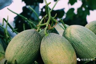 吃蜜甜哈密瓜视频,视频带你领略瓜果美味