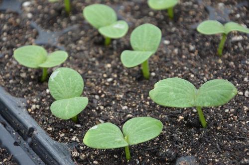 扶手瓜发芽可以吃吗,扶手瓜发芽后是否仍可食用？揭秘发芽扶手瓜的安全性