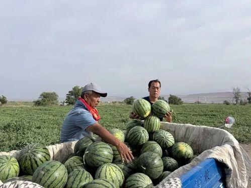 井底吃瓜的图片