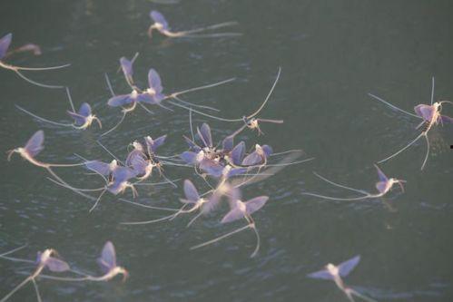 蜉蝣吃瓜,探寻生命瞬间的美好