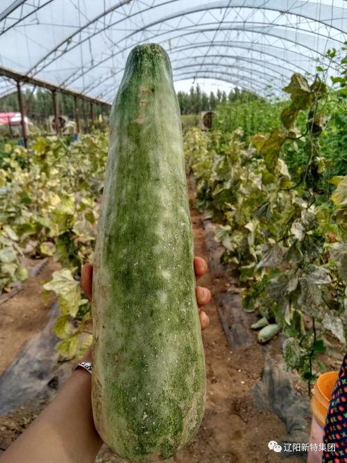 粉末游戏带你吃瓜,带你领略吃瓜乐趣的奇幻之旅