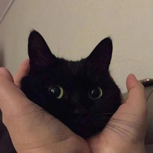 cat营地吃瓜,揭秘cat营地吃瓜背后的秘密