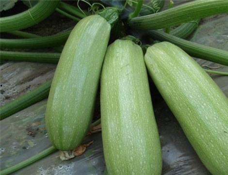 痛风可以吃瓜类吗瓜,瓜类食物的适宜与禁忌