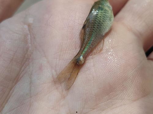 孔雀吃小瓜虫吗,探究孔雀是否食用小瓜虫