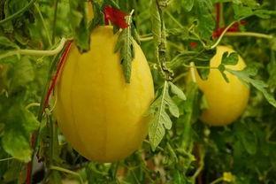 建吃瓜群,畅享娱乐盛宴，轻松解锁生活新乐趣