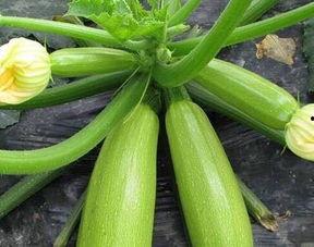 天天有大瓜必吃大瓜