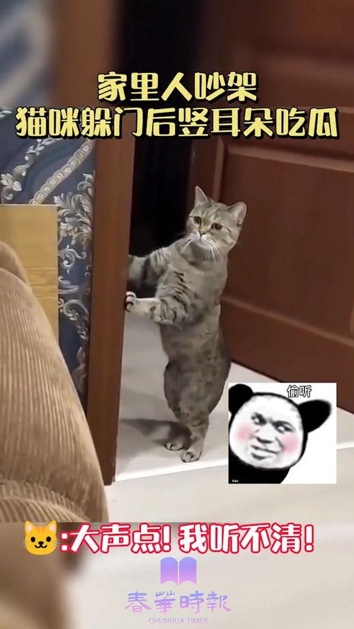 猫竖耳吃瓜