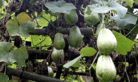 什么物种都吃瓜,探寻自然界中的瓜果爱好者