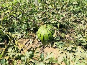 北枫隐身吃瓜,吃瓜群众揭秘娱乐圈幕后风云