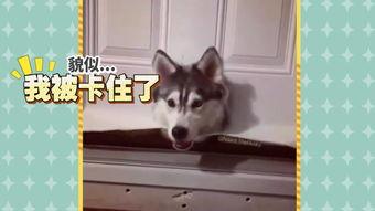 吃瓜奇葩猫咪视频